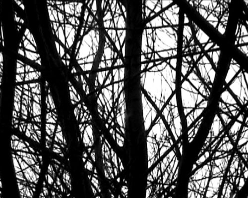 Dee Shaw Arboreal